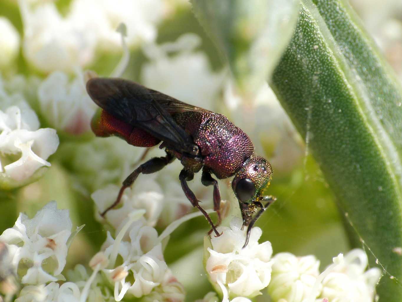 Piccolo Chrysididae rossastro: Hedychrum rufipes